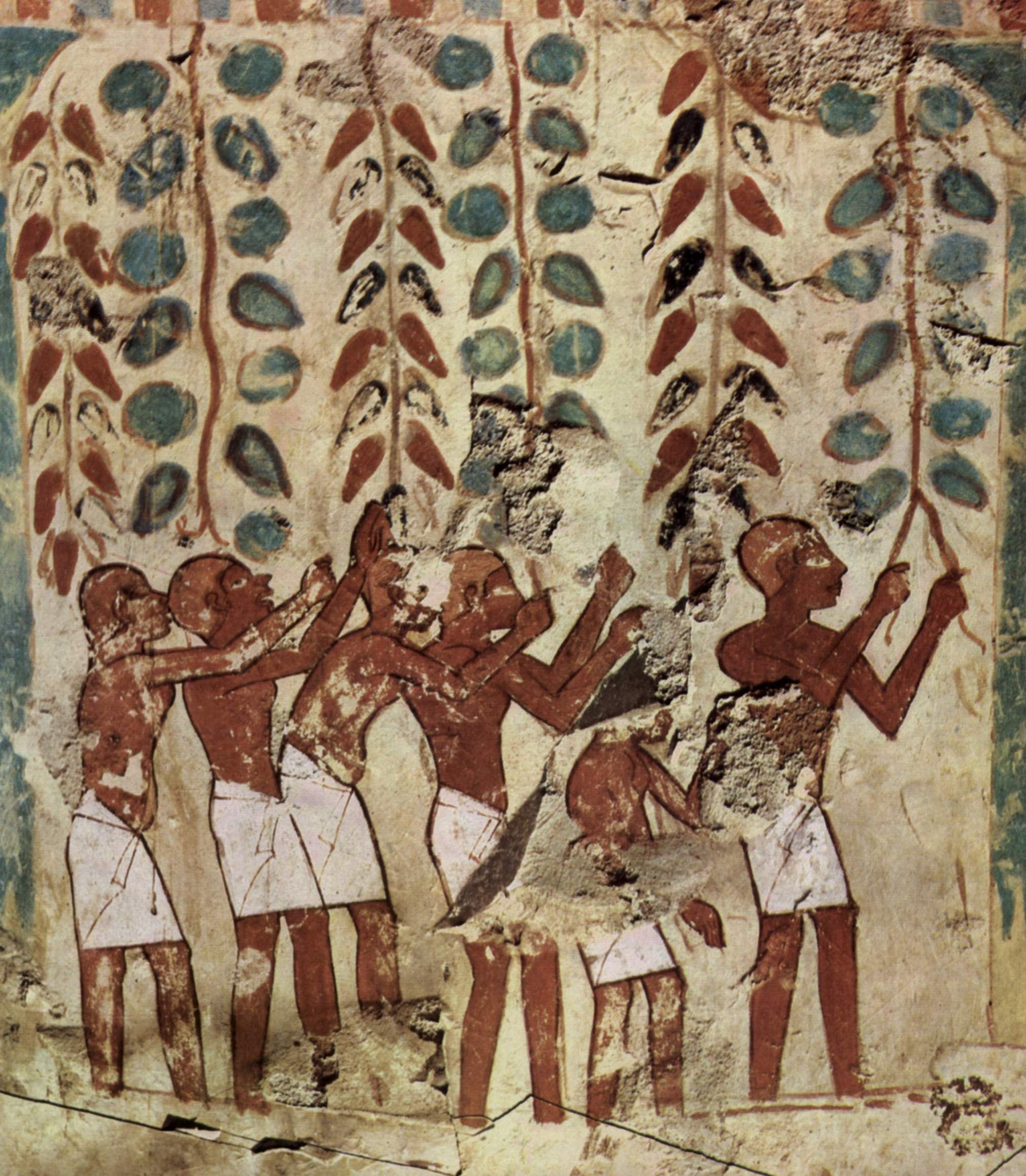 Egyptian tomb painting of men picking grapes beneath a vine arbour and treading them in a vat